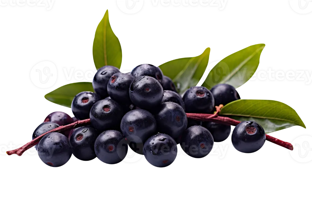 Black Berry / jamun