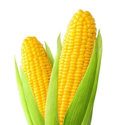 Sweet Corn /  American Bhutte